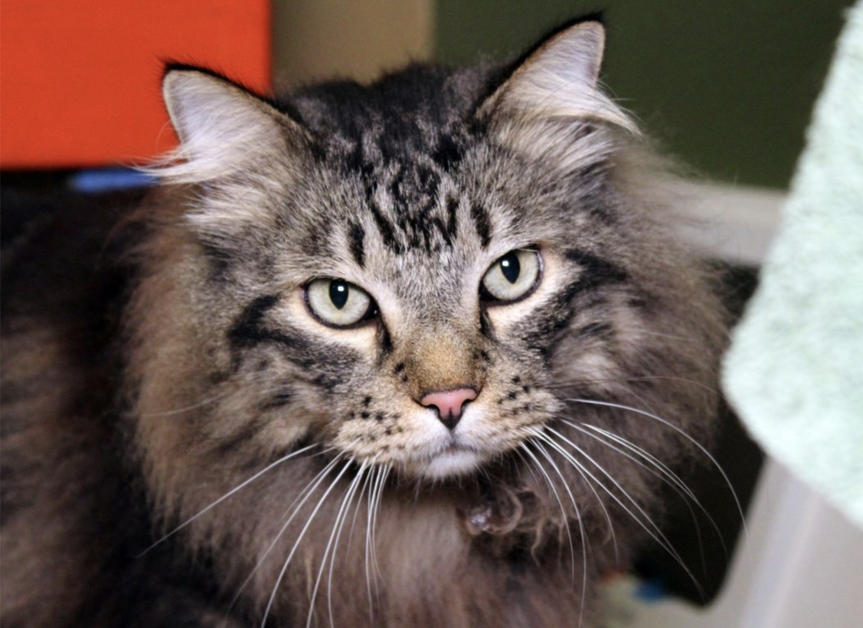 200728.Pets.FurryFriends.CK.2..png
